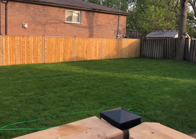 Green grass in fenced backyard