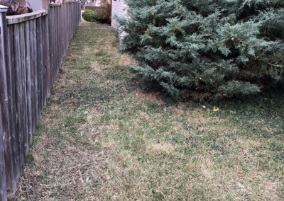 Yard after seasonal cleaning