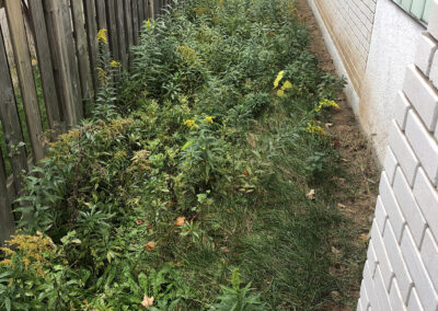 Messy yard before cleaning